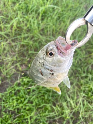メッキの釣果