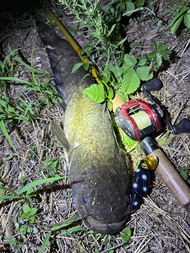 ナマズの釣果