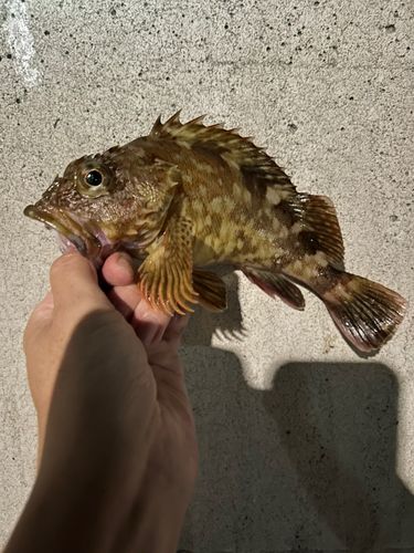 カサゴの釣果