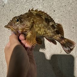 カサゴ