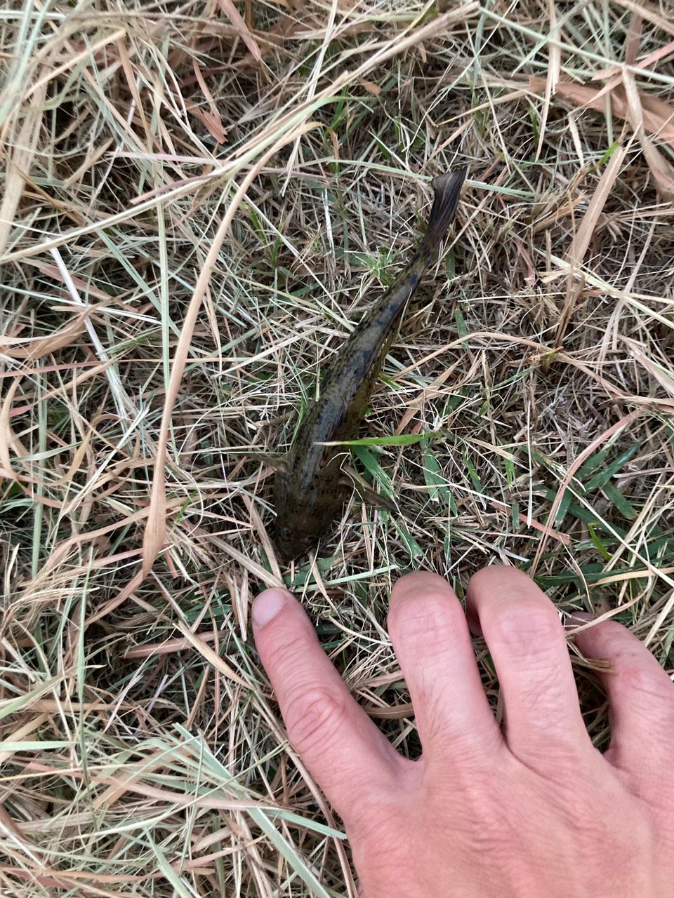 ウロハゼ