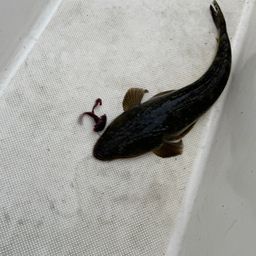 マゴチ