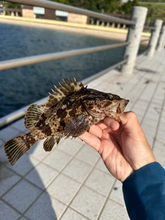 タケノコメバルの釣果