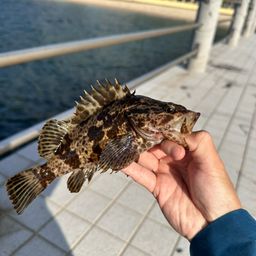 タケノコメバル