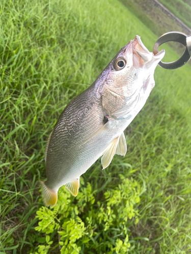 ニベの釣果