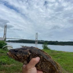 タケノコメバル