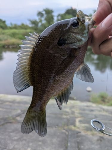 ブルーギルの釣果