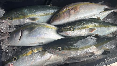 カンパチの釣果