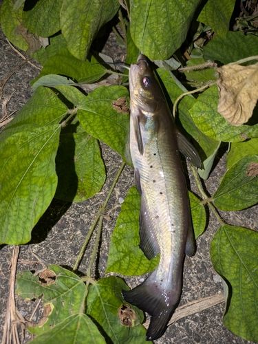 アメリカナマズの釣果