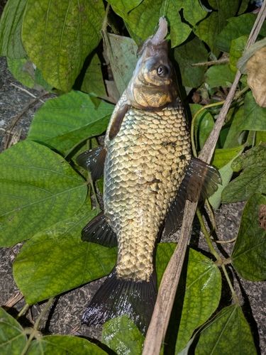 マブナの釣果