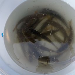 アジ