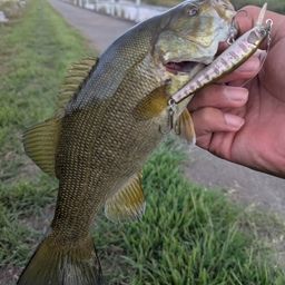 スモールマウスバス