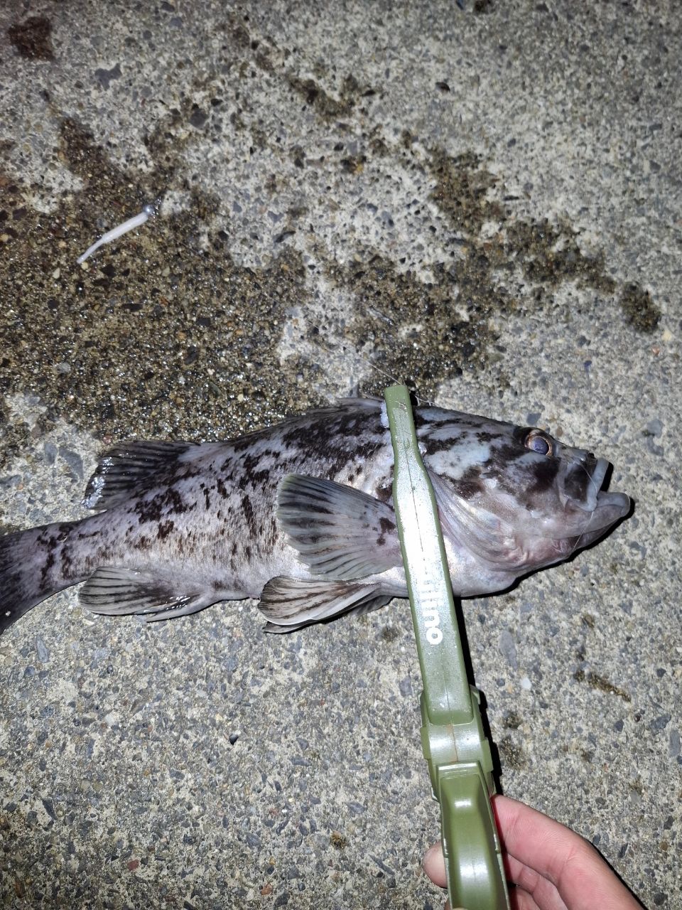 アジ