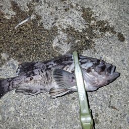 アジ