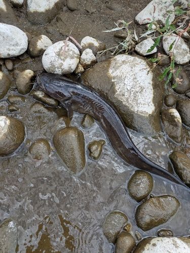 ナマズの釣果