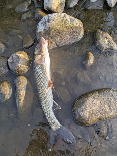 ニゴイの釣果