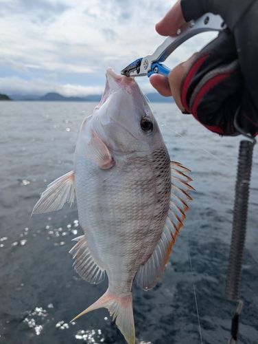 イソフエフキの釣果