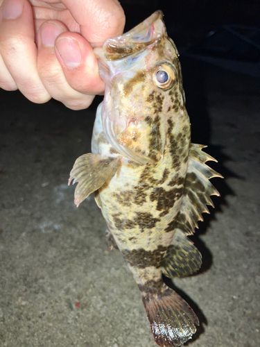 タケノコメバルの釣果