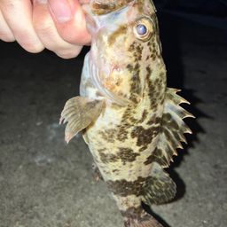 タケノコメバル