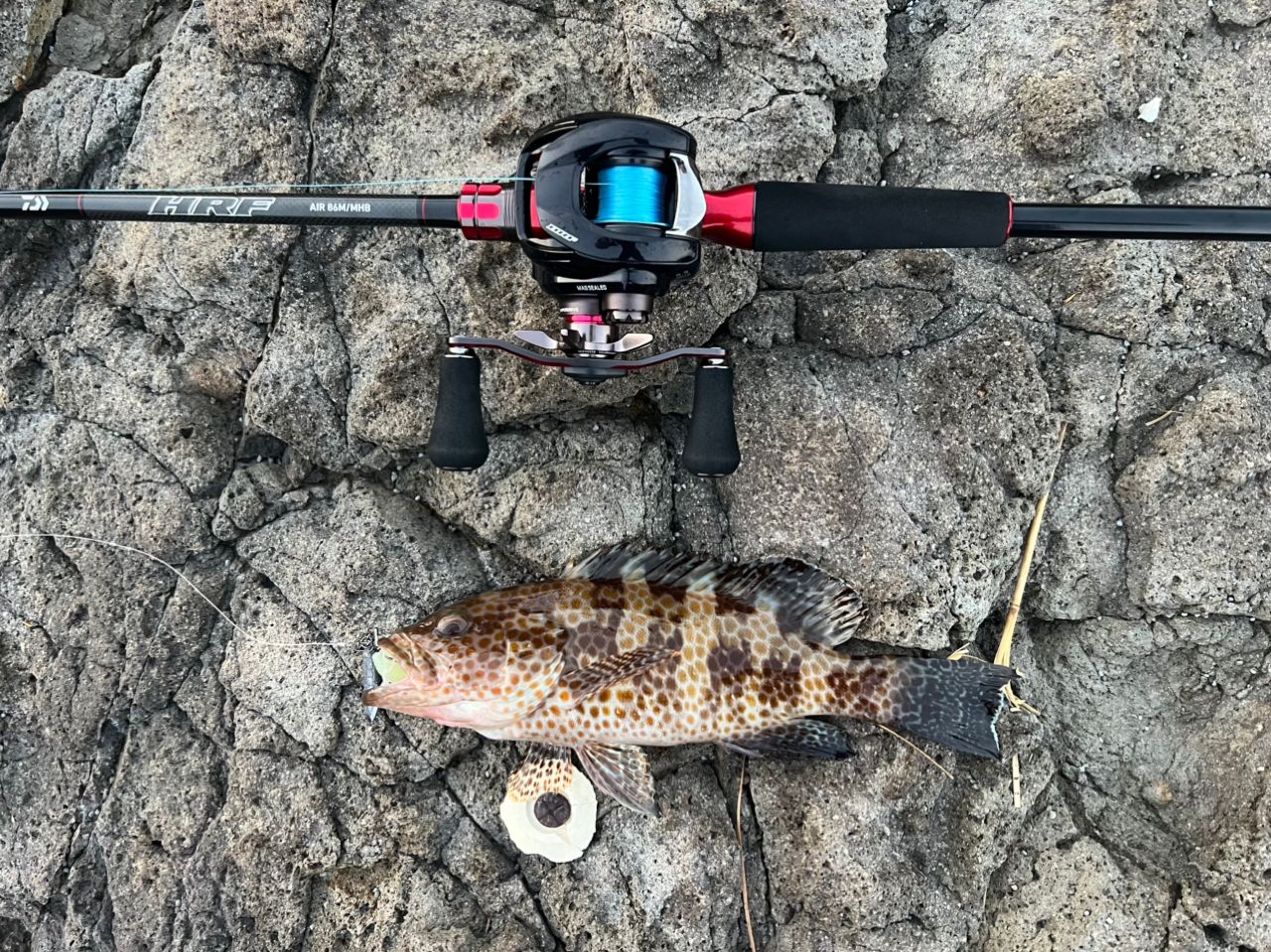 DAIWA 21HRF® (ハードロックフィッシュ) エア 86M/MHB・Nの最