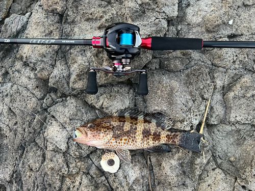 オオモンハタの釣果