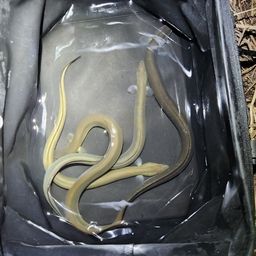 ウナギ