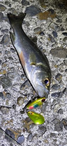シーバスの釣果