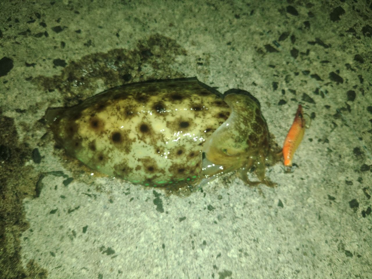 コブシメ