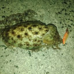 コブシメ