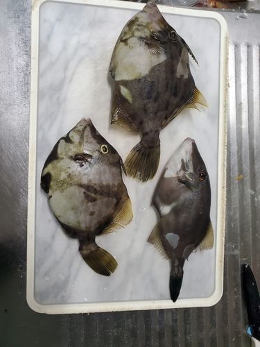 カワハギの釣果