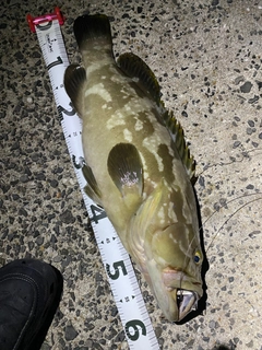 クエの釣果