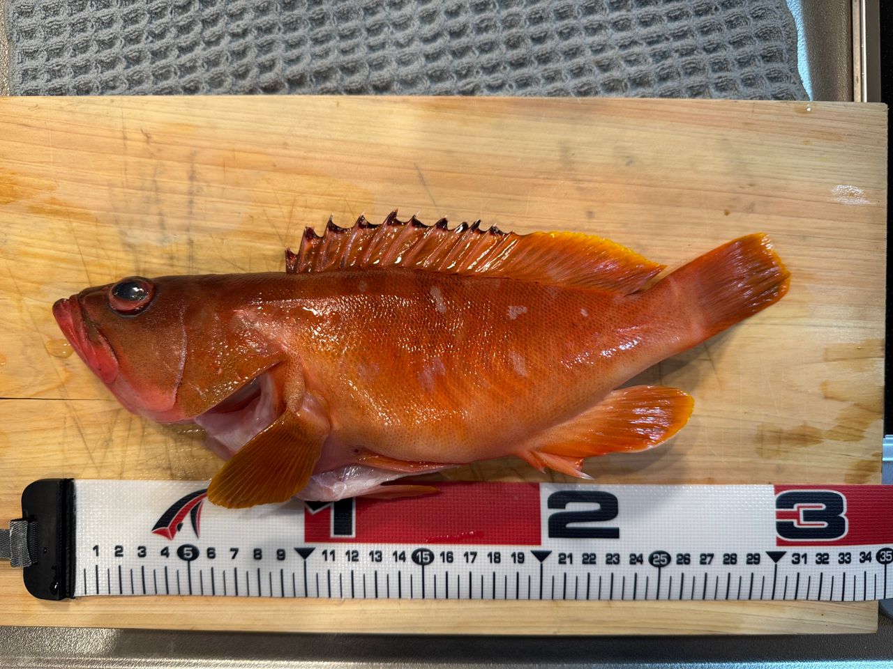 DAIWA 21ジグキャスター 100MH・Nの最安値・インプレ・釣果