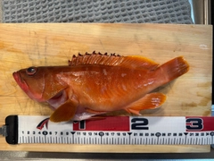 アカハタの釣果