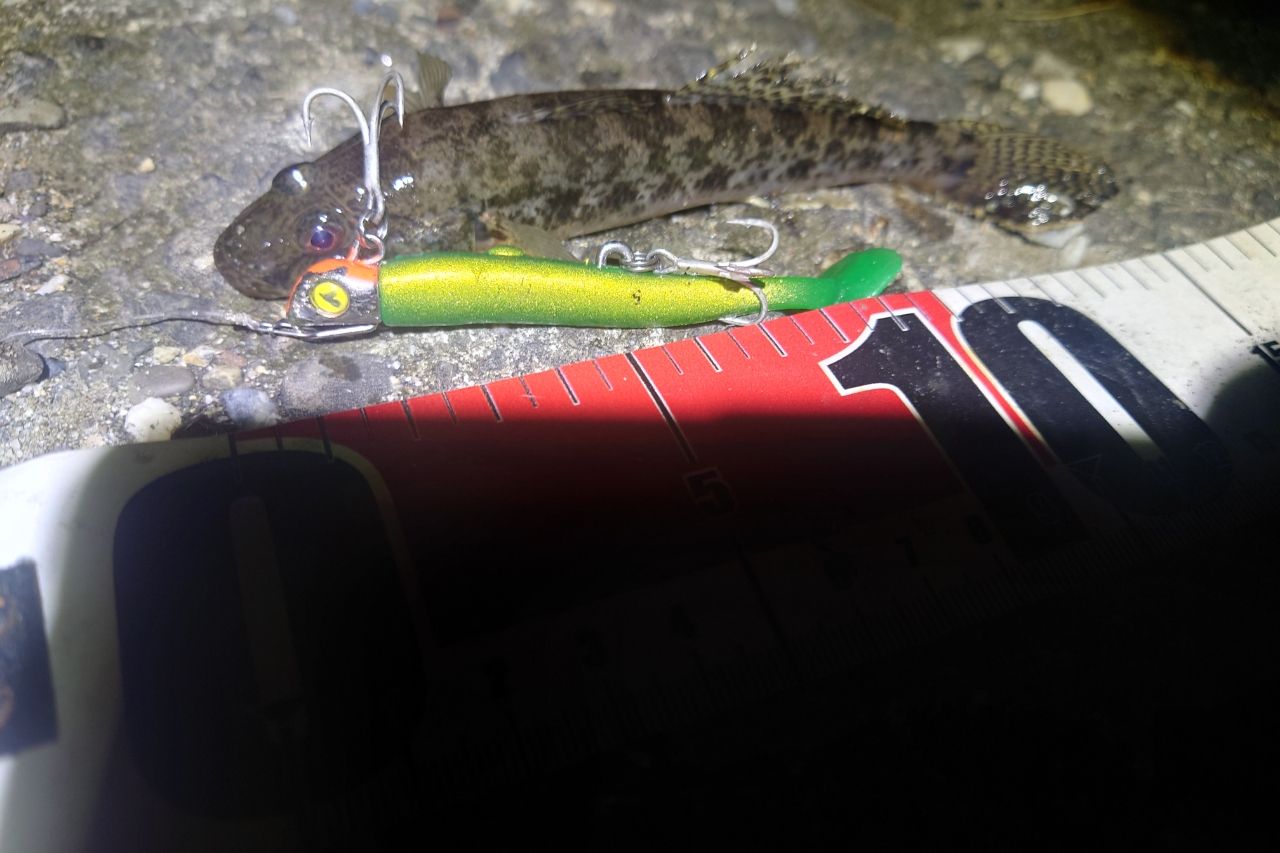 マハゼ