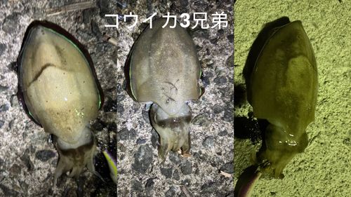 コウイカの釣果