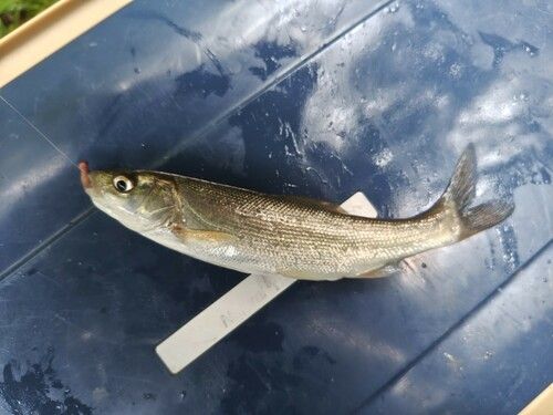 ウグイの釣果