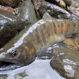 ヤマメ