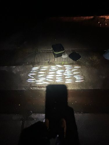サバの釣果