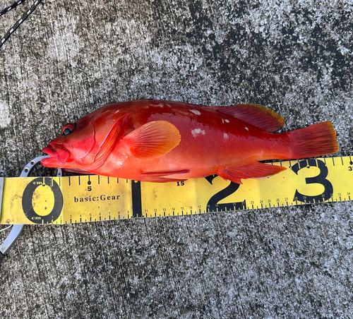アカハタの釣果