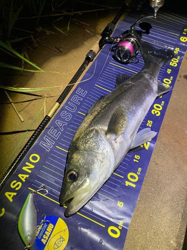 シーバスの釣果