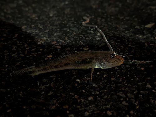 ハゼの釣果