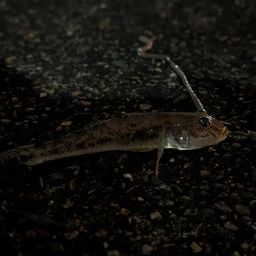ハゼ
