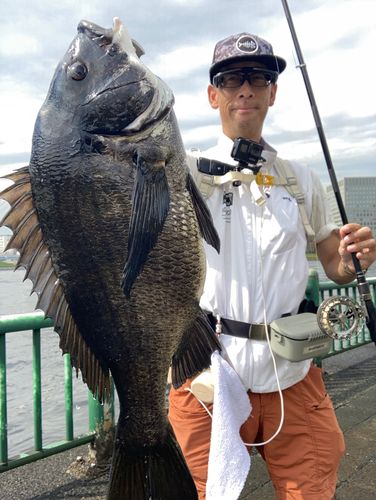 チヌの釣果