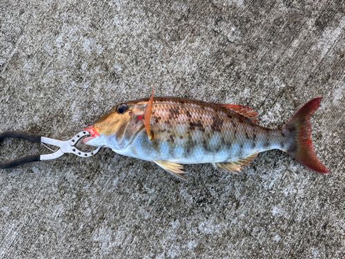 ホオアカクチビの釣果