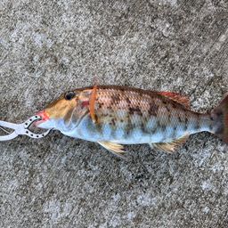 ホオアカクチビ