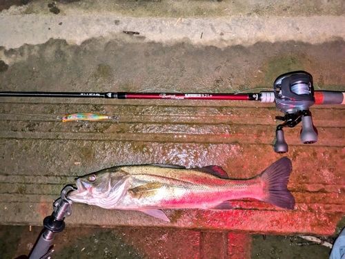 シーバスの釣果