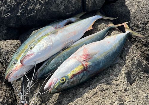 ハマチの釣果