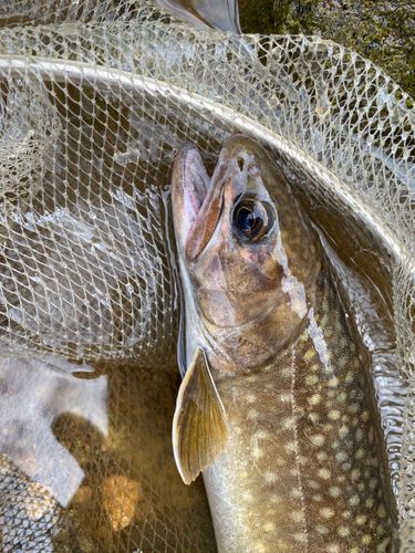 イワナの釣果