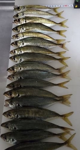 アジの釣果