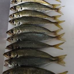 アジ